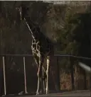  ?? CHRISTIAN CHAVEZ — THE ASSOCIATED PRESS ?? Benito the giraffe walks out from his enclosure at the city-run Central Park zoo prior to his transfer to a new habitat, in Ciudad Juarez, Mexico, on Sunday.