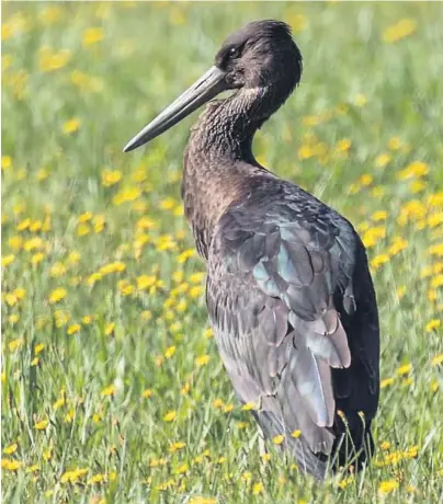  ?? FOTO: BONNIE WAERNES HANSEN ?? UVANLIG GJEST: Denne unge svartstork­en slo seg i helgen ned i Gjerpensda­len. Bare to ganger før er arten registrert i Telemark.