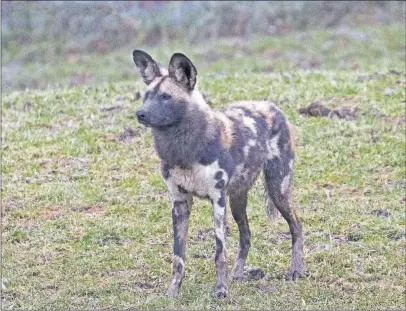  ?? [JIM MCCORMAC] ?? An African painted dog, Lycaon pictus, at the Wilds