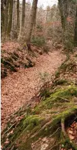  ?? Foto: Michael Schmidberg­er ?? Ein Altweg im Bezirk „Höllgraben“im Schiltberg­er Forst: Hier haben sich der einst der Sage nach unerhörte Dinge zu getragen.