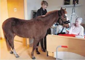  ?? FOTO: DPA ?? Ponydame 13 besucht mit ihrer Besitzerin Hinrika Höges regelmäßig die Menschen in einem Berliner Hospiz.