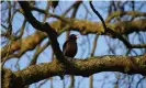  ?? Photograph: Andi Edwards/Alamy ?? The blackbird isn’t our only black bird, but the story of its name goes back to late medieval usage.