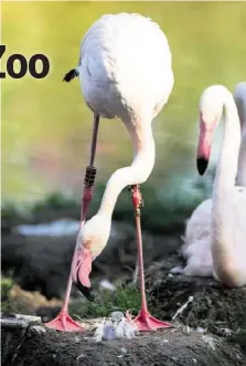  ??  ?? Die Flamingo-eltern kümmern sich intensiv um ihr Junges.