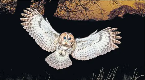  ??  ?? NIGHT HUNTER: Tawny owls are early nesters and they are already looking around for suitable nest sites.