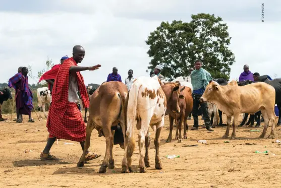  ??  ?? African livestock emissions could be as much as two times lower than IPCC estimates