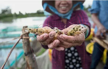  ??  ?? Bountiful delta: A farmer smiling while showing a handful of shrimps harvested from her pond in the My Xuyen district in the Mekong Delta region of Vietnam. — AFP