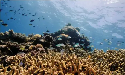  ??  ?? ‘Our Pacific neighbours have described themselves as the canary in the coal mine, their islands slowly succumbing to climate changedriv­en sea level rises.’ Photograph: Lucas Jackson/Reuters