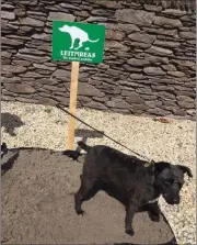  ??  ?? A DIngle dog trialling Ireland’s first public toilets for dogs.