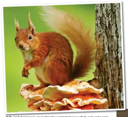  ??  ?? Tufty grub: Summer is a lean time for squirrels because fruit fruit, nuts and acorns are not yet ripe. This squirrel has found some tree fungus to dine on . . . literally Chilly business: In winter, red squirrels rely heavily on food they stored away...