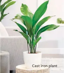  ??  ?? Cast iron plant