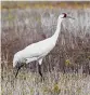  ?? Courtesy of KAC Production­s ?? The whooping crane is one of the rarest birds in North America.