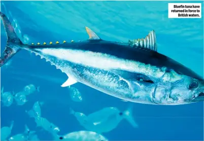  ??  ?? Bluefin tuna have returned in force to British waters.