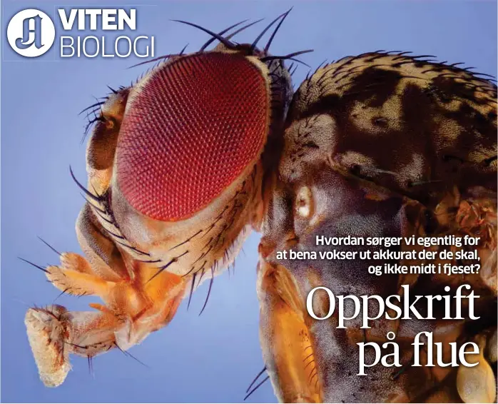  ?? FOTO: SHUTTERSTO­CK / NTB SCANPIX ?? Bananfluen, Drosophila melonogast­er, og mennesker har gener kalt Hox-gener som er svaert viktige for utviklinge­n av kroppsdele­r og -segmenter.