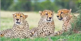  ??  ?? Three male cheetahs relax on the grass