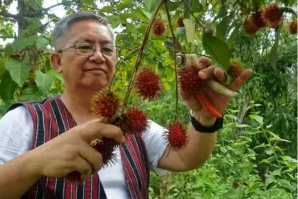  ?? Photo by Milo Brioso ?? FRUIT FEAST. Benguet Governor Crescencio Pacalso harvests locally grown rambutan at the Benguet Agri-Tourism Park in Bayabas, Sablan.