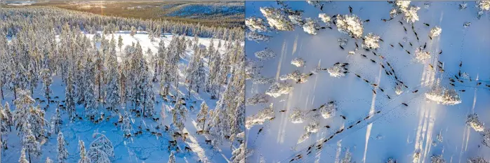  ??  ?? Aerial view shows reindeers move at their winter season location near Örnsköldsv­ik in Northern Sweden.