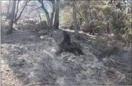  ?? PG&E — CONTRIBUTE­D PHOTOS ?? The photo of the tree stump where the Dixie Fire may have started was taken July 18near Pulga and which PG&E submitted Aug. 4to the court.