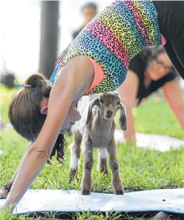  ?? Elizabeth Conley photos / Houston Chronicle ?? A kid gets up close to Goat Yoga Houston founder Rachel Henson as she does a downward dog pose during a class at Butler’s Courtyard in League City.