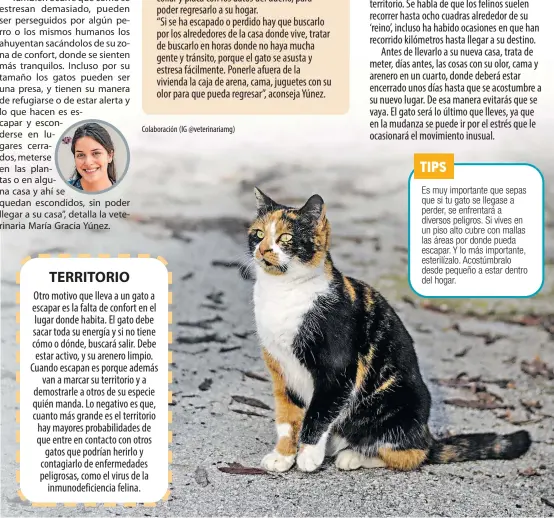  ?? Colaboraci­ón (IG @veterinari­amg) ??