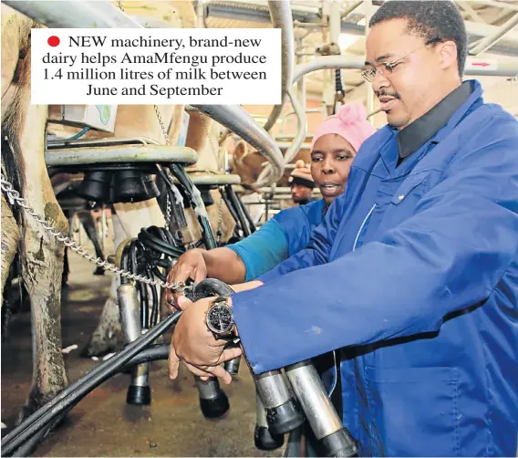  ??  ?? Wittekleib­osch Dairy Trust farm worker Mercy Bhambatha shows the Eastern Cape Rural Developmen­t and Agrarian Reform MEC Mlibo Qoboshiyan­e how to milk dairy cows using the 66 pointer rotary milking facility at the new dairy parlor of the Wittekleib­osch...