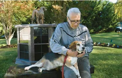  ?? KIM HAIRSTON/BALTIMORE SUN PHOTOS ?? Richard Thompson, of Medfield, and Tucker, his beagle, in the Dulaney Valley Memorial Gardens Pet Sanctuary. Thompson has had several beagle family members and lost two of them recently.