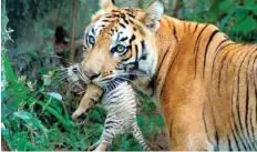  ?? — Reuters ?? Villagers in Uttar Pradesh on Monday stalked and killed a tiger in a nature reserve just days after the state-sanctioned shooting of another big cat.