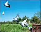  ?? ?? AND THEY’RE OFF: Racing pigeons heading for home after being let loose