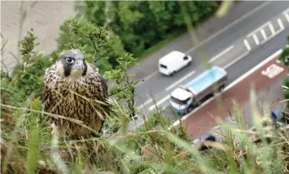  ?? Photograph: Sam Hobson ?? A juvenile peregrine falcon perched on a cliff above a road in Bristol, England.