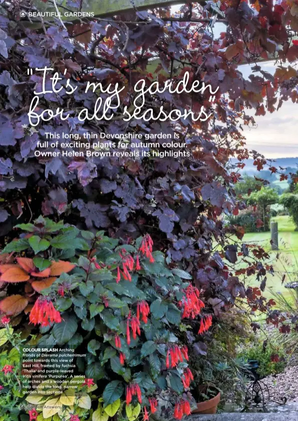  ??  ?? COLOUR SPLASH Arching fronds of Dierama pulcherrim­um point towards this view of East Hill, framed by fuchsia ‘Thalia’ and purple-leaved Vitis vinifera ‘Purpurea’. A series of arches and a wooden pergola help divide the long, narrow garden into sections