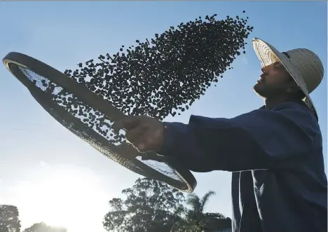  ?? NELSON ALMEIDA/AFP/GETTY IMAGES FILES ?? A worker dries organic coffee beans produced at the Fortaleza Environmen­tal Farm in Mococa, some 300 kilometres northeast of Sao Paulo, Brazil. Dryness has had an impact on the country’s arabica and robusta beans, which is expected to increase prices.