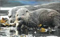  ?? Picture: John Speirs ?? Otters in Oban Bay.