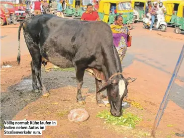  ??  ?? Völlig normal: Kühe laufen in Indien neben Autos im Straßenver­kehr rum.