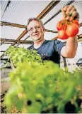  ?? FOTO: ANNE ORTHEN ?? Andreas Hoheisel mit seinen jungen Tomatenpfl­anzen.