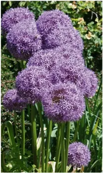  ??  ?? Alliums in bloom at Highdown in May