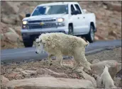  ?? THE ASSOCIATED PRESS ?? A mountain goat leads its kid across the Mount Evans Scenic Byway just below summit near Idaho Springs, Colo.