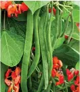  ??  ?? FAVOURITE: Runner beans