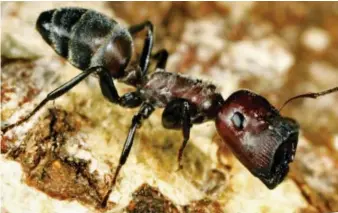  ??  ?? Exploding: The newly discovered species of ant found in the jungles of Borneo