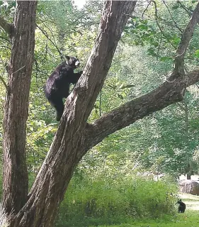  ?? GREAT SMOKY MOUNTAINS NATIONAL PARK VIA AP ?? A female bear climbs a Chinese chestnut tree in the Twin Creeks area of the Great Smoky Mountains National Park last September. In what amounts to an innocence project for bears, National Park Service rangers are turning to forensic technology,...