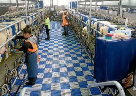  ??  ?? Spring Sheep Milking Company wants New Zealand’s sheep milking industry to expand to at least 60 farms by 2030.