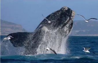  ??  ?? A decline in the number of sightings of the southern right whale is a concern for researcher­s.