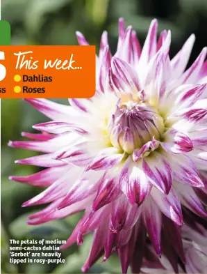  ??  ?? The petals of medium semi-cactus dahlia ‘Sorbet’ are heavily tipped in rosy-purple