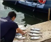  ?? (Photo gendarmeri­e nationale des Alpes-maritimes) ?? Les gendarmes ont découvert huit thons juvéniles pêchés par des particulie­rs.