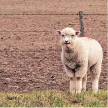  ?? ?? Con los años, la producción bovina llegó a otras zonas.