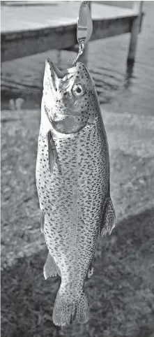  ?? [DON P. BROWN/ OKLAHOMA WILDLIFE CONSERVATI­ON DEPARTMENT] ?? A trout caught by an angler at Perry CCC Lake.