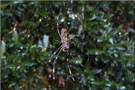  ?? ?? The joro spider is a large spider native to East Asia.