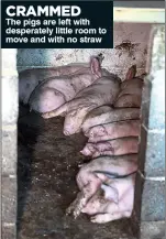  ??  ?? CRAMMED The pigs are left with desperatel­y little room to move and with no straw