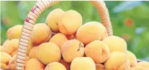  ??  ?? Golden queen peaches are the main variety canned in New Zealand.