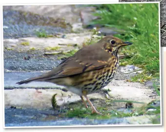  ?? ?? ● Listen out for the Song Thrush