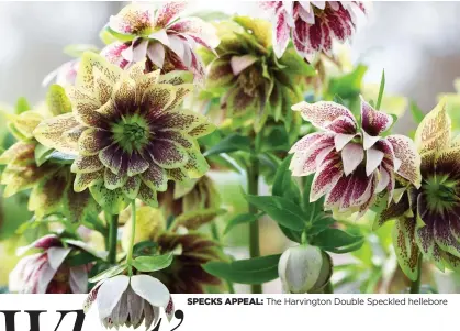  ?? ?? SPECKS APPEAL: The Harvington Double Speckled hellebore