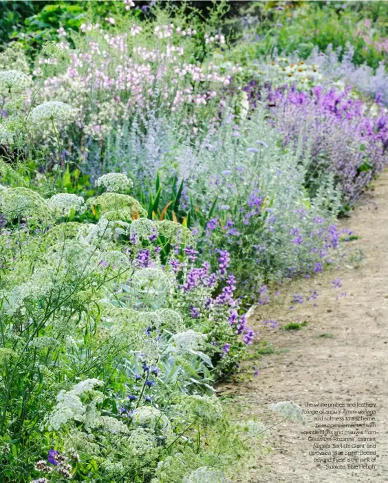  ??  ?? THE WHITE UMBELS AND FEATHERY FOLIAGE OF ANNUAL Ammi visnaga ADD SOFTNESS TO A SCHEME, HERE COMPLEMENT­ED WITH GENTLE BLUES AND MAUVES FROM
Geranium ‘ROZANNE’, CATMINT
Nepeta ‘SIX HILLS GIANT’ AND
Perovskia ‘BLUE SPIRE’. DOTTED BEYOND THESE IS THE PINK OF
Sidalcea ‘ELSIE HEUGH’